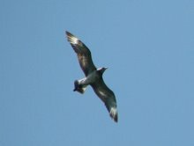 Parasitic Jaeger